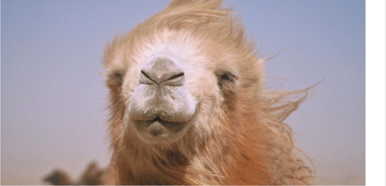 The Story of the Weeping Camel poster